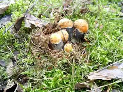 Улыбышево - 95