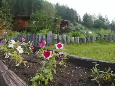 Тайга - 18