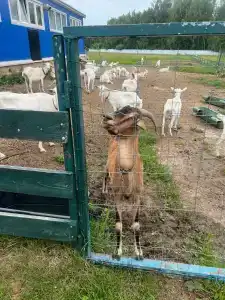 Александровский спас - 34