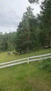 Белый кролик - 49