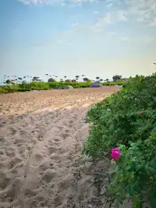 Бухта желтая - 36