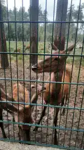 Беловежская пуща. №2 - 68