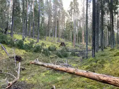 Долина Парк - 41