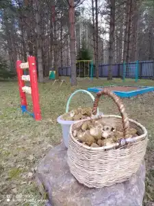 Сокол - 1