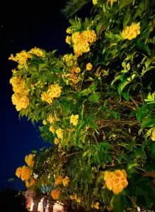 Baron Palace Sahl Hasheesh - 36