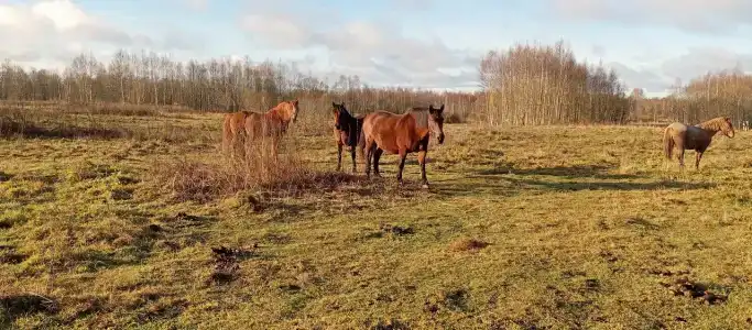 Махерово - 16