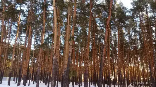 Мечетлинский - 39