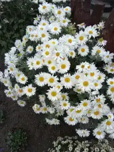 Диканька на Тамани - 86