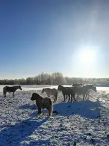 Паллада пастораль - 8