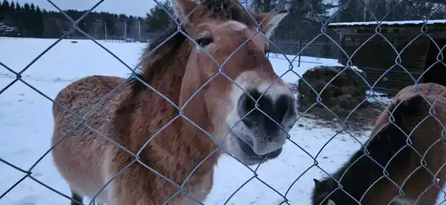 Конный Двор в Пржевальском - 64
