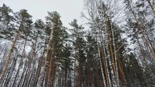 Лесная Усадьба - 4