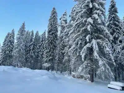 Лесная Поляна - 17