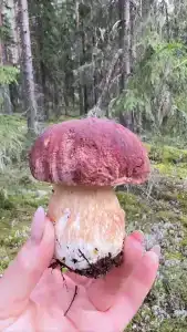 Хутор Марья - 35