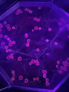 Фестиваль-Парк - 53