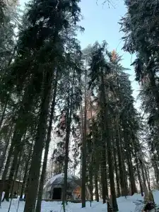 Villy Uley Karelia (Вили Улей Карелия) - 25