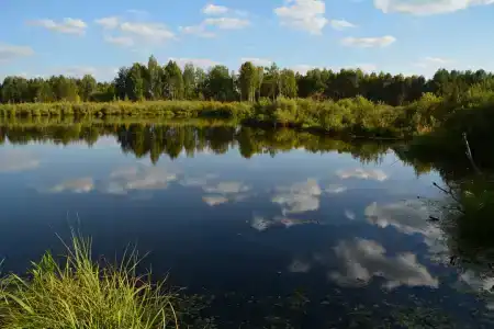 Лес среди болот - 0