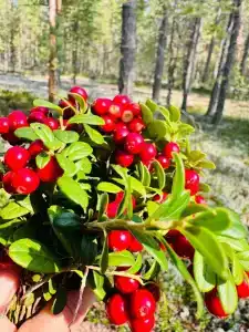 Челмужская усадьба - 84