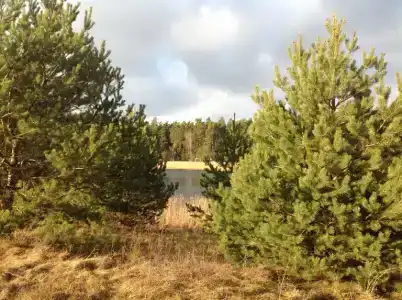 Пралеска - 31