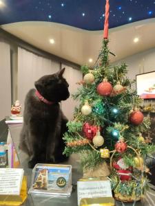 Балтийская Корона - 36