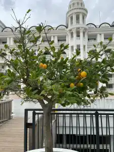 Side Royal Palace - 22