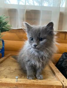 Column Bangkok - Sha Extra Plus - 15