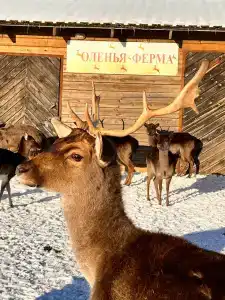 Ильинка лес - 50