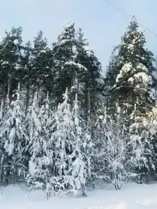 Хутор Марья - 81