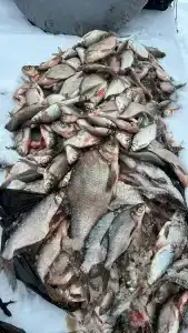 Выродово-Клуб - 20