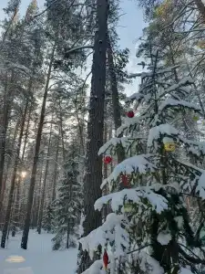 Дивная усадьба - 49