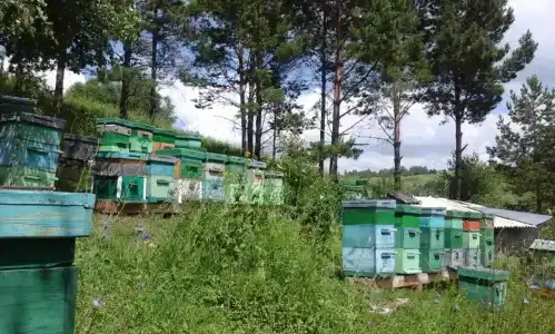 Тихий лог - 29