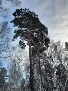 Чайка - 49