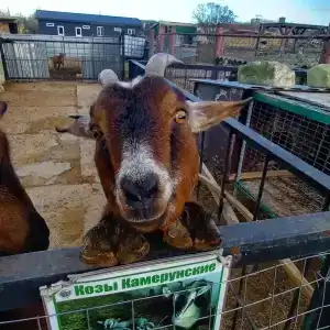 Страусиная ферма Экзотик - 1