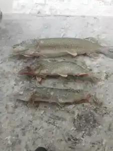 Глэмпинг  Прованс - 69