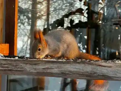 Арктик Хоум - 53