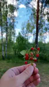 Драйв - 43