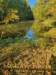 Кедровый Лог - 22