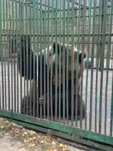 Беловежская пуща. №2 - 81