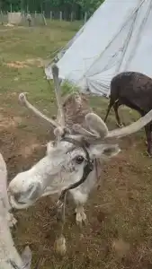 ДаблДача Каштан - 6