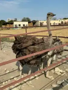 Страусиная ферма Экзотик - 73