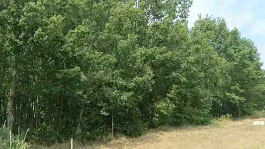 Лесной уголок - 10