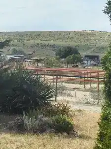 Страусиная ферма Экзотик - 54