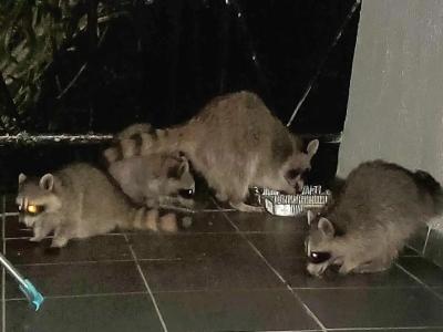 Мечтатели - 26