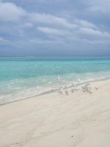 Cinnamon Velifushi Maldives - 38