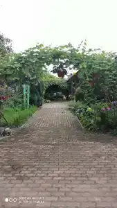 Панский сад - 89