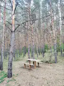 Сосновый бор - 37