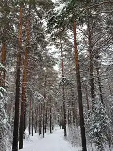 БелкиПарк - 1