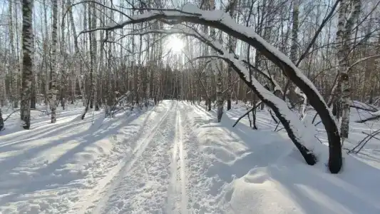 Воронье гнездо - 11