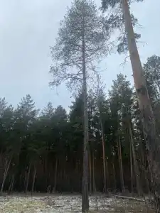 Слюдяночка - 45