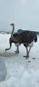 Медвежий Хутор - 6