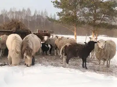Паллада пастораль - 2